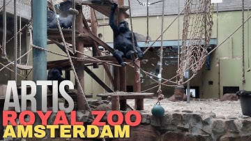 Walking Tour of Artis Zoo Amsterdam 🦁 The Oldest Zoo in the Netherlands!