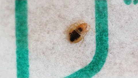 How fast can bedbugs run??