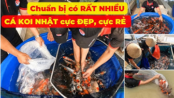 SIÊU THỊ CÁ KOI NHẬT chuẩn bị bơm các em CÁ KOI chất lượng cực CAO, vừa TO, ĐẸP, lại cực kì RẺ