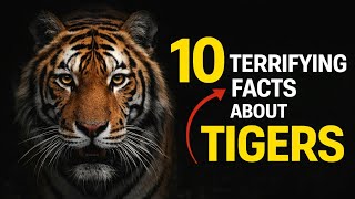 Tigers: The Shocking Truth Behind the Stripes