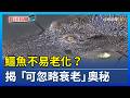 鱷魚不易老化？ 揭「可忽略衰老」奧秘【發現科學】