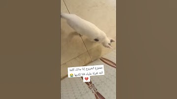 تلاوة عطرة تقشعر منها الأبدان راحة نفسية القرآن الكريم