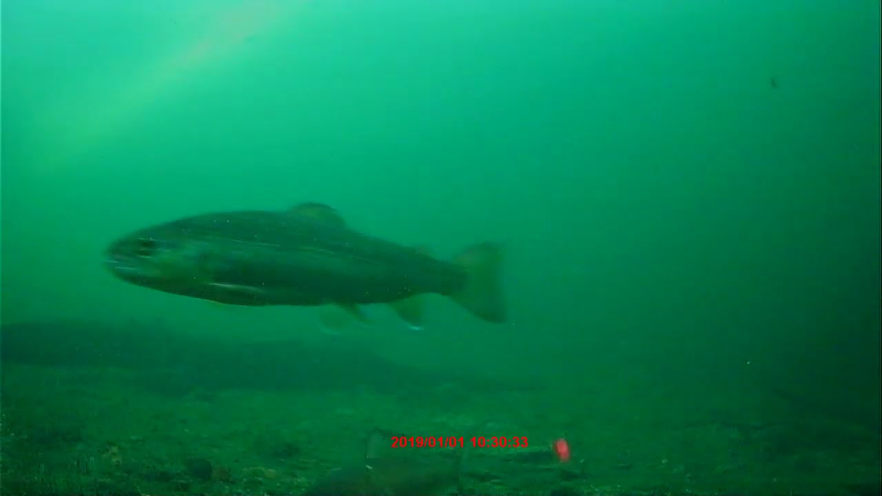 George Alaske pt5 brook trout and sucker