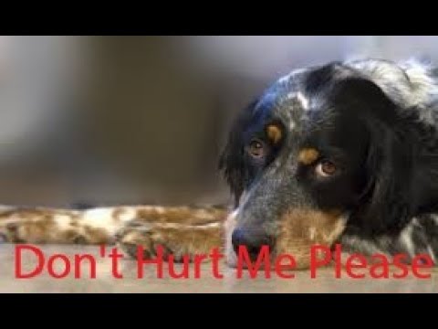 Don't hurt animals ! :( - YouTube