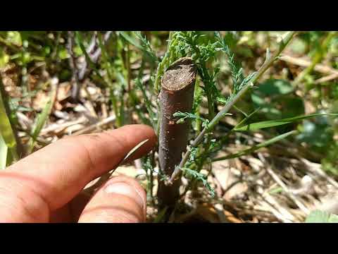 Video: Dove puoi trovare alberi di pioppo?