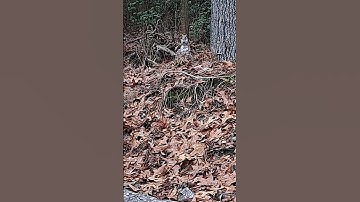 my  daily hike turned into filming a squirrel documentary