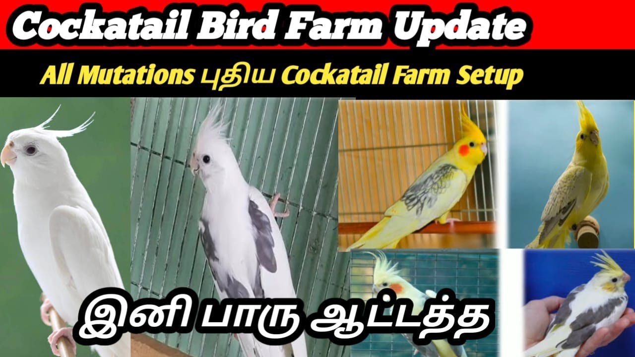 Cockatiel Bird Farm | Breeder | Birds Farm Setup | Colony Breeding | Group Breeding  | Aaa Bird Boss
