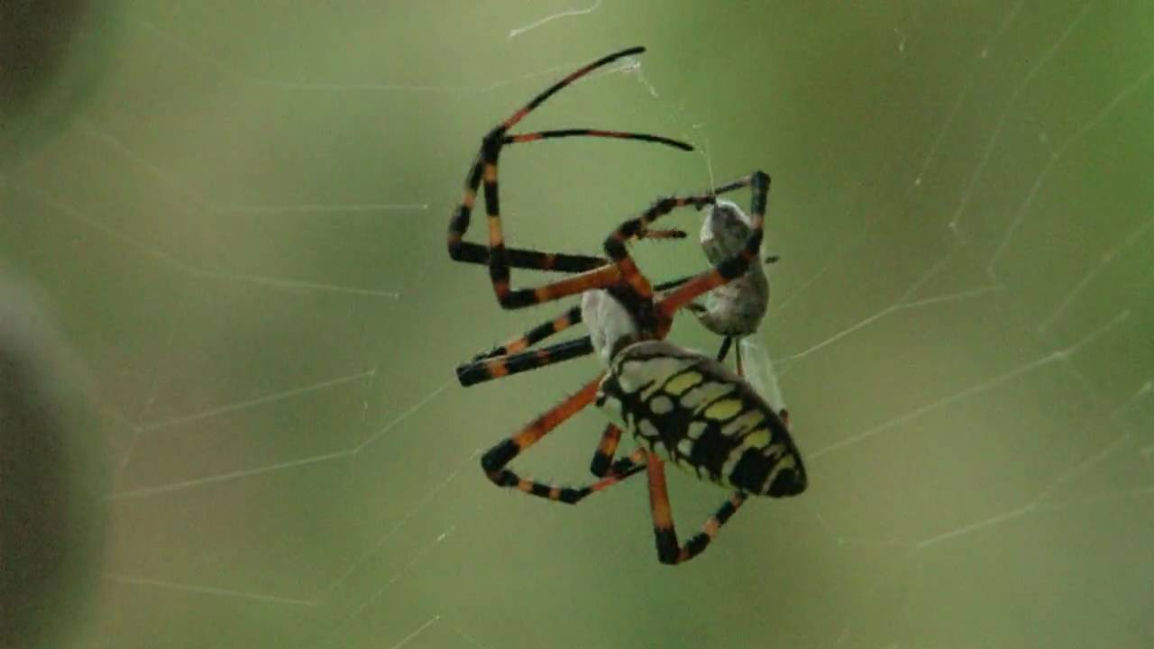 What do banana spiders eat?