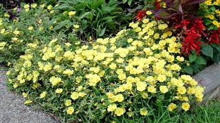 Tim's Mailbox Garden