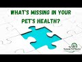 How to use holistic pet care for success with dr katie the natural pet doctor