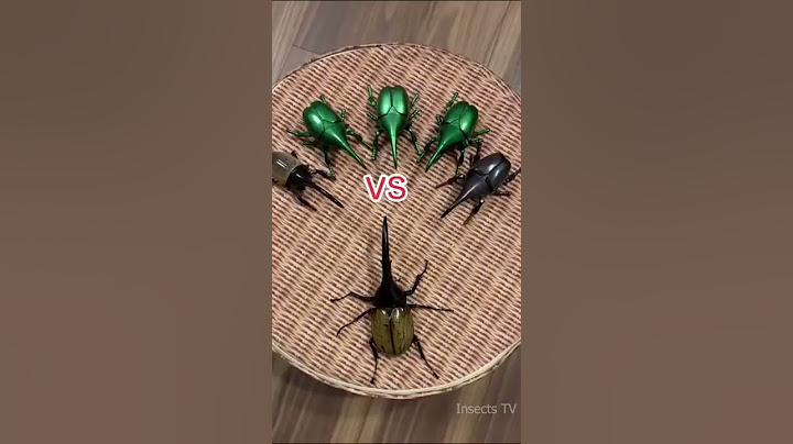 EL ESCARABAJO MAS FUERTE DEL MUNDO