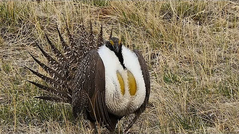 Sage-Grouse: Wyoming Perspectives