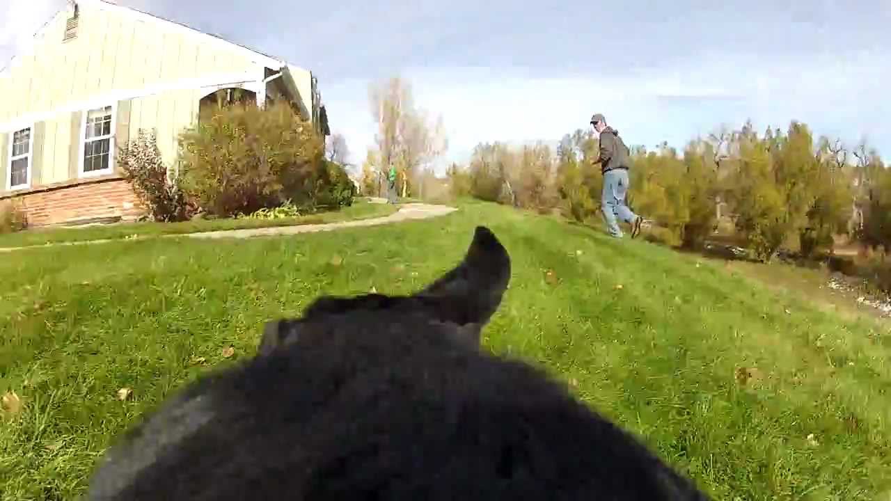 GoPro Doggy Test Dog Mount YouTube