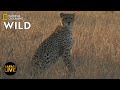 Safari Live - Day 377 | Nat Geo Wild