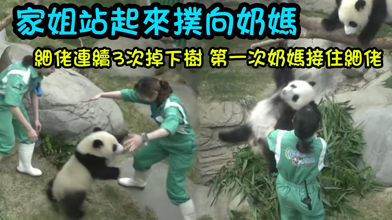 5月18日 細佬玩嗨了，3次從樹上掉下來，奶爸奶媽給兩姐弟擦身子毛巾都掄出火星子來了#香港大熊貓#香港大熊貓 #大熊貓家姐細佬 #panda #熊貓日常 #cutepanda