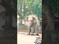 🦣🐘Angary elephant 🐘 😍 #elephantdrive #elephant #Angaryelephant #jungleboylifestyle