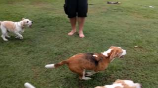 Asalei Beagles afternoon exercise