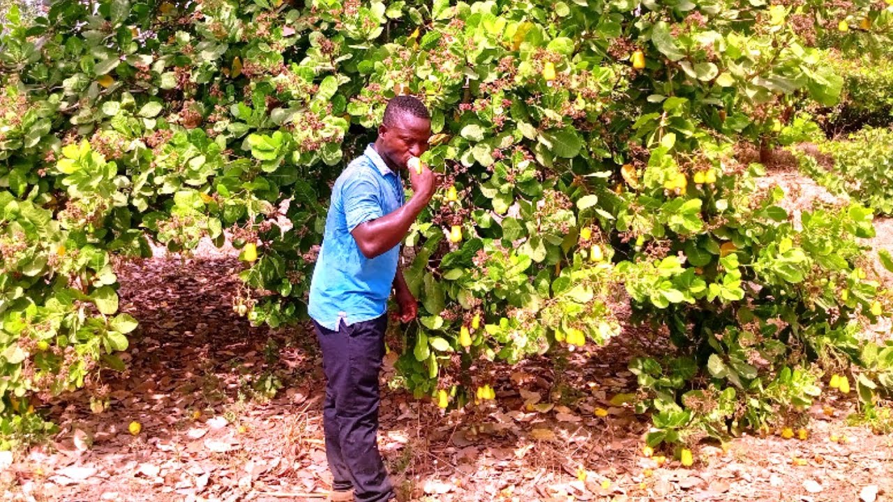 L'anacardier génère 2.000.000FCFA/ Ha/An