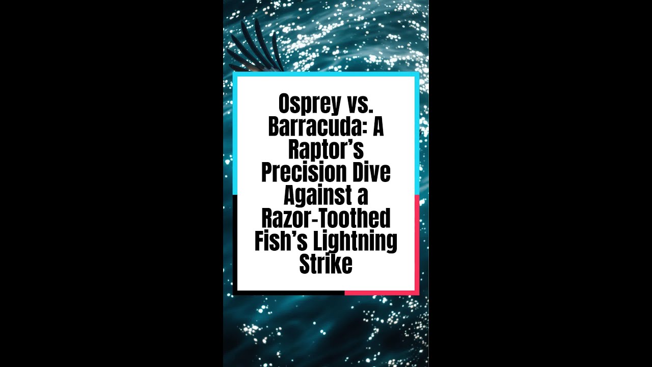 Osprey vs. Barracuda: A Raptor’s Precision Dive Against a Razor-Toothed Fish’s Lightning Strike