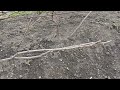 10.05.2025 Начало вегетации винограда в Спасске-Дальнем