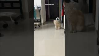 Aashiq banaya aapne #cat
