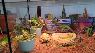 Introducing Nitro! 🐢