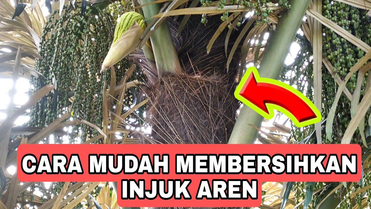 cara mudah membersihkan injuk aren