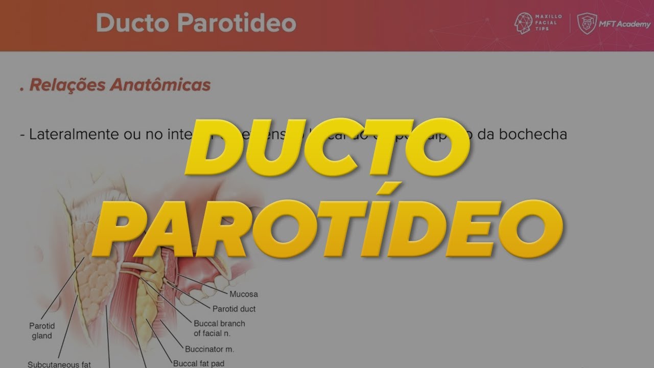 DUCTO PAROTÍDEO | ANATOMIA