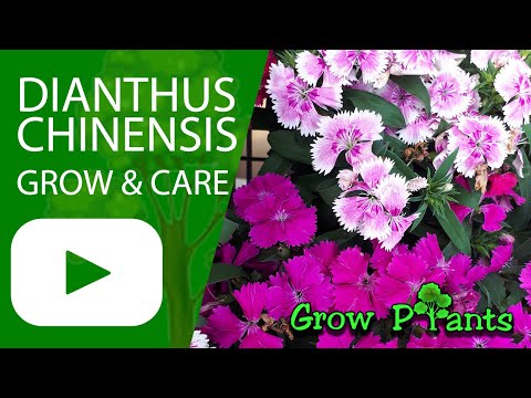 Dianthus chinensis – grow & care (China pink)