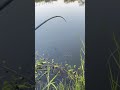 Refreshing Mind 🪝 #fishing #explore #peace #trending #viralvideo #relaxing #viralshorts