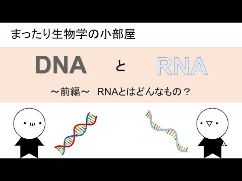 【まったり生物学】DNAとRNA ～RNAとは何か？～