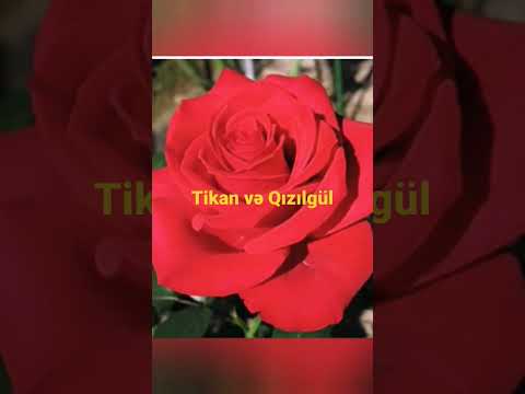 Tikan və Qızılgül