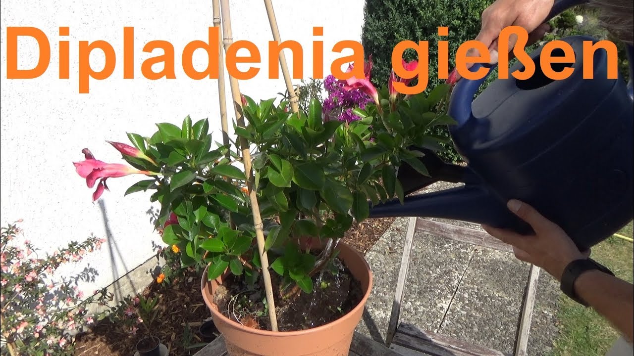Dipladenia richtig gießen Dipladenia gießen Wie oft Dipladenia gießen