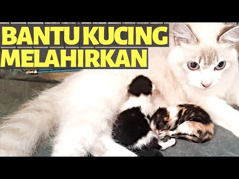 Video: Cara Membantu Kucing Anda Pulih Dari Anestesia