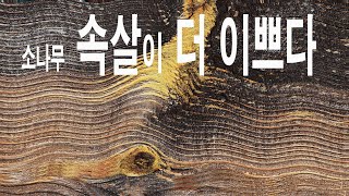소나무의 미학 ---이놈의 속살을 들여다 보자(Pine tree aesthetics - Let's look into this guy's inner flesh)