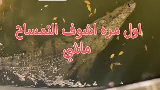 اول مره اشوف التمساح ماشي (لما وصل عندي بص عليا ووقف!)