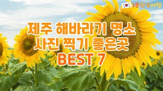 제주 해바라기 명소 BEST 7  - 제주도 해바라기 사진 찍기 좋은곳 | 1분한국여행 , 여행지추천 , 국내여행