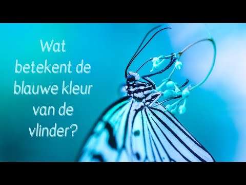 Video: Wat is de symbolische betekenis van een blauwe vlinder?
