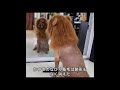カットが終わった後 すっかり見た目が変わってしまった犬たちが続出している#科学解説#動物 #犬