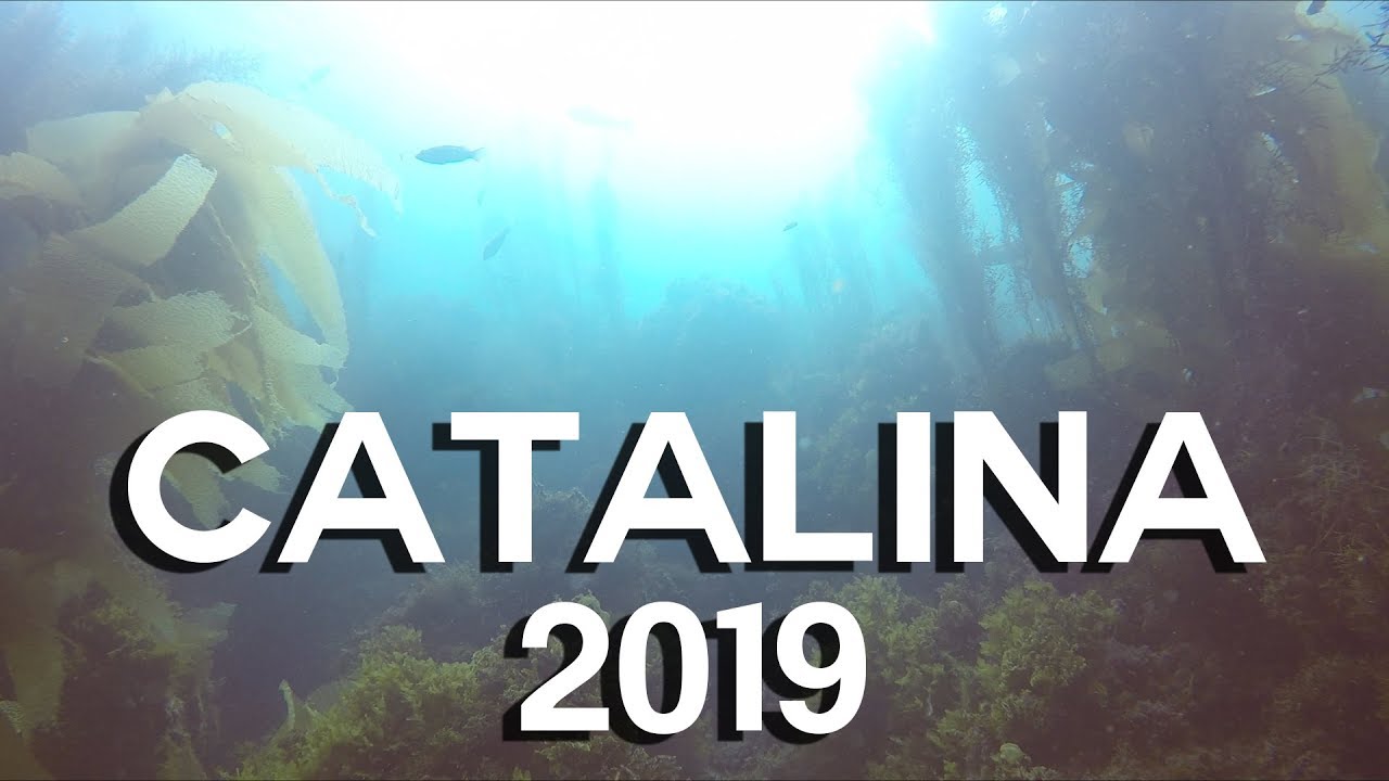 Catalina Diving Trip!