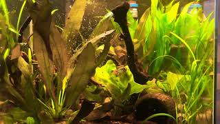 Apistogramma Agassizi Double Red Feeding Daphnia