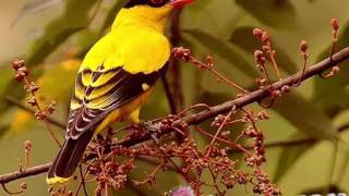 Tiếng chim vàng anh hót để bẫy file mp3 tải về điện thoại