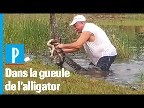 Vidéo: Le chiot a-t-il survécu à l'alligator ?