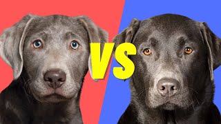 Charcoal Lab VS Silver Lab - Whats the difference between these dogs