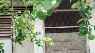 Jangan Cabut Bulu Sayapku