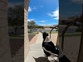 Magpie Steals My Mail