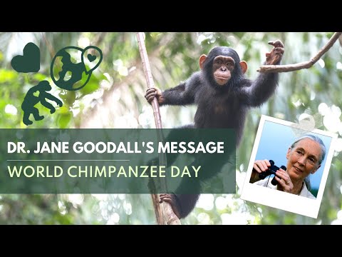 Dr. Jane Goodall's Message for World Chimpanzee Day 2022