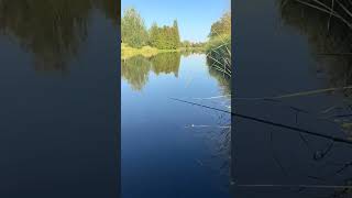Ловим окуня и щуку. Лучший метод #fishing #рыбалка #ловля #щука