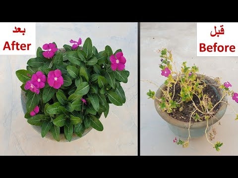 فيديو: مشاكل نباتات الأقحوان - كيفية إصلاح الأوراق الصفراء على الأقحوان