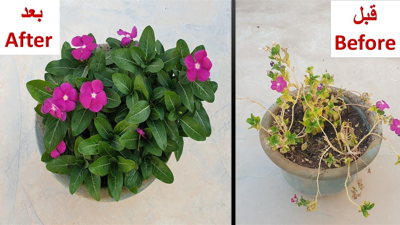 إنقاذ و إنعاش النباتات الميتة و الضعيفة بخطوات سهلة وبسيطة